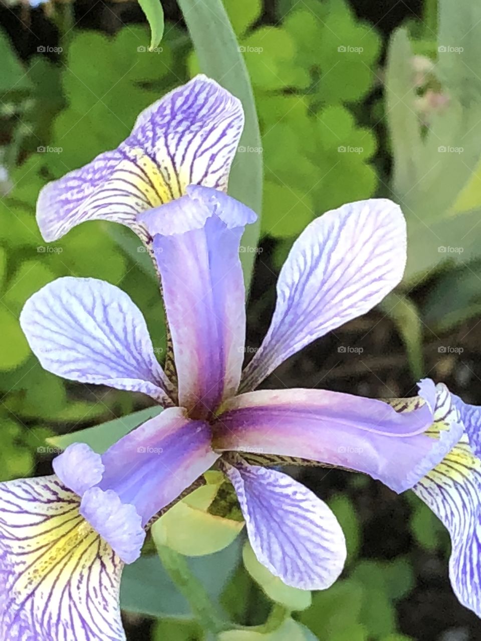 Beautiful Iris 