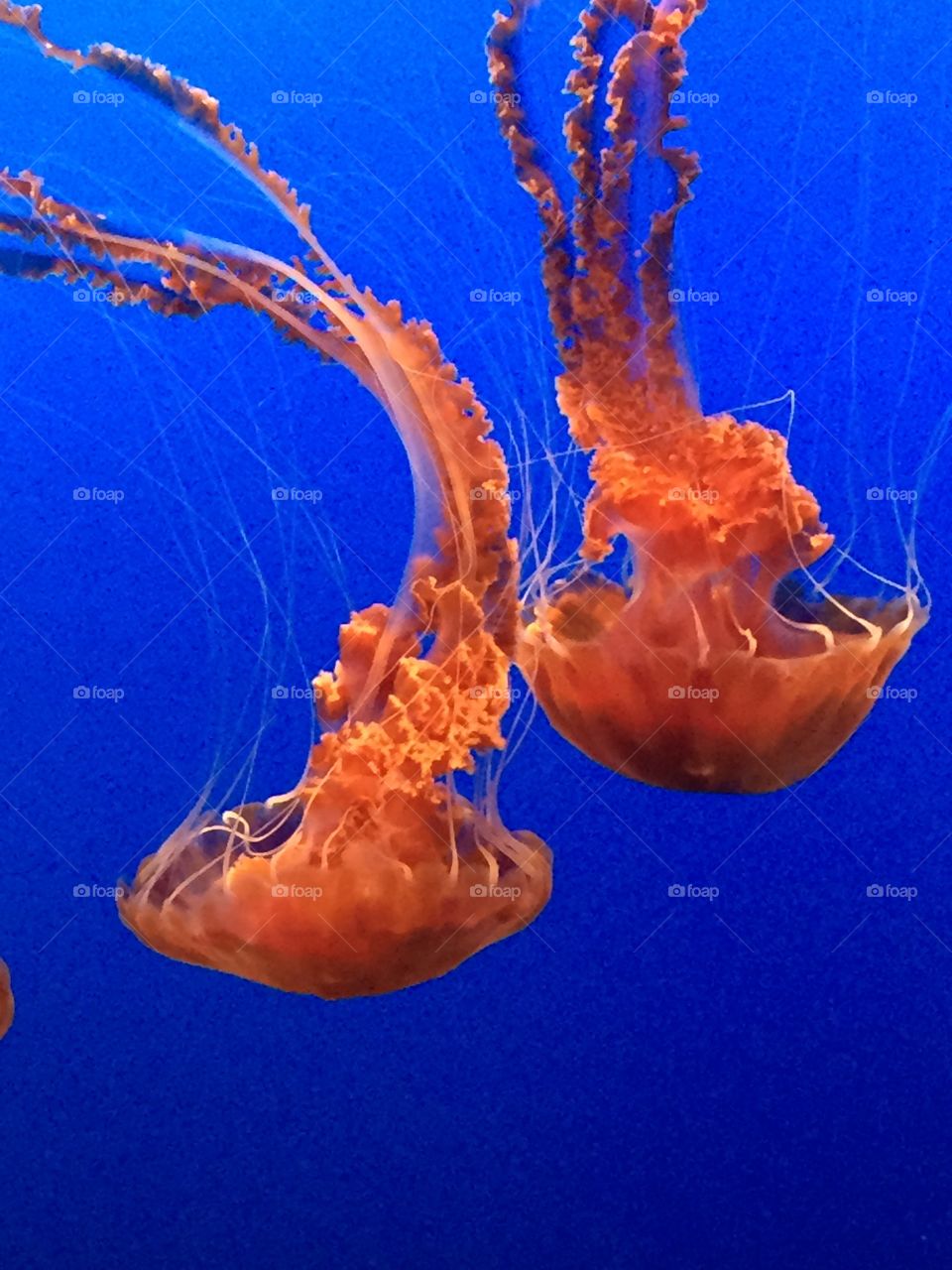 Grace and beauty contrast with danger in these jellies.
