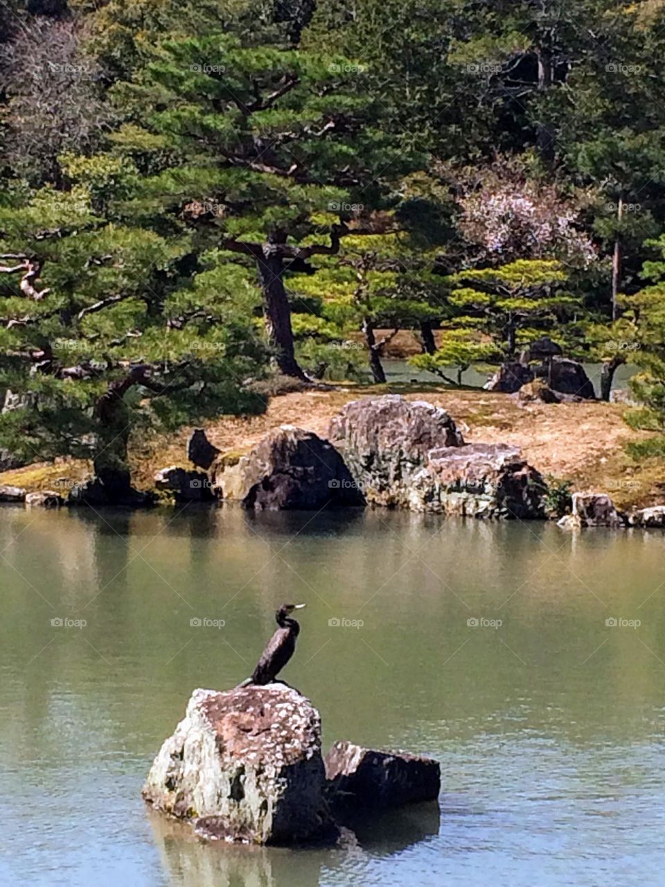 Bird on the rock, in the Japan garden 