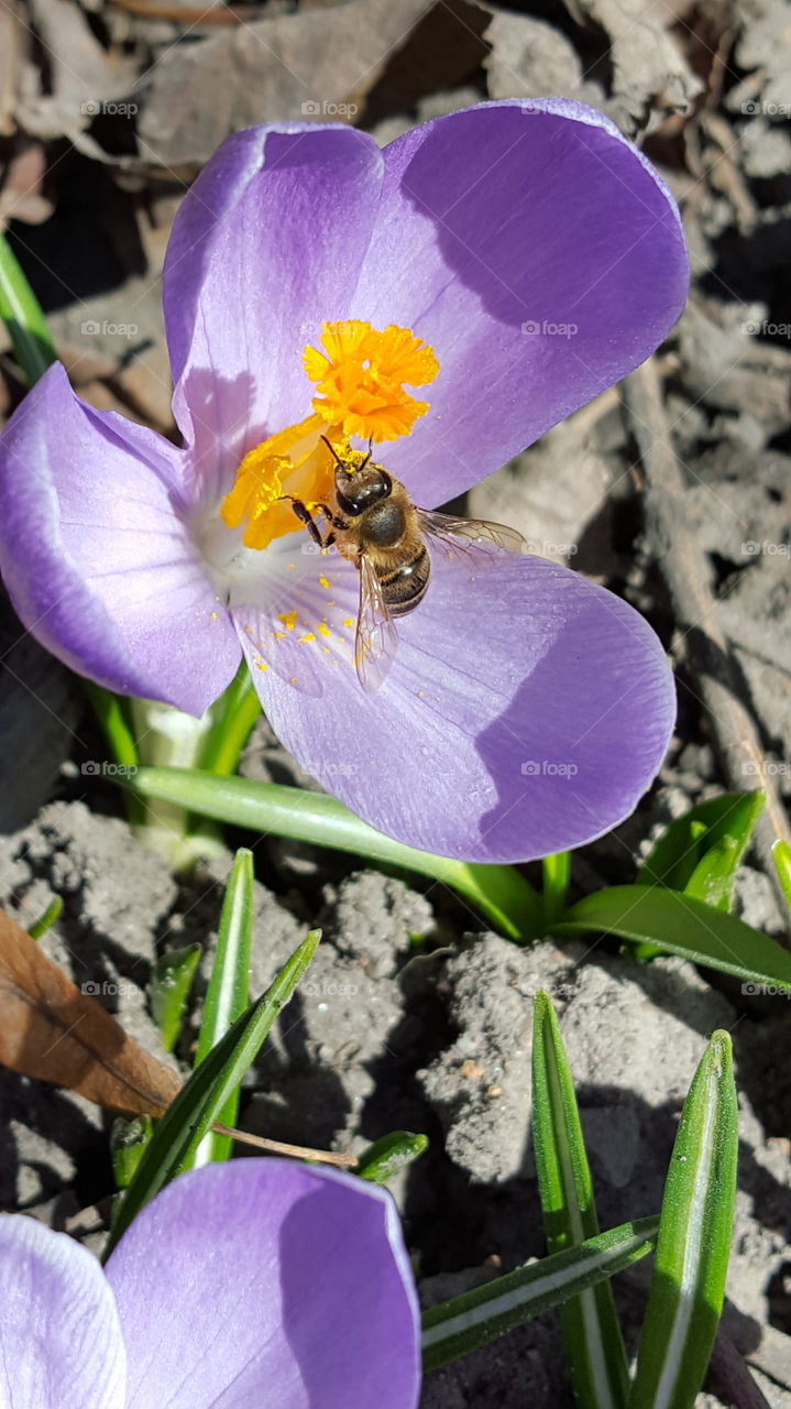 a bee can never resist the smell of flower in bloom