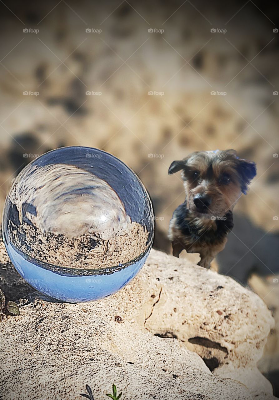 lensball on the rock with dog
