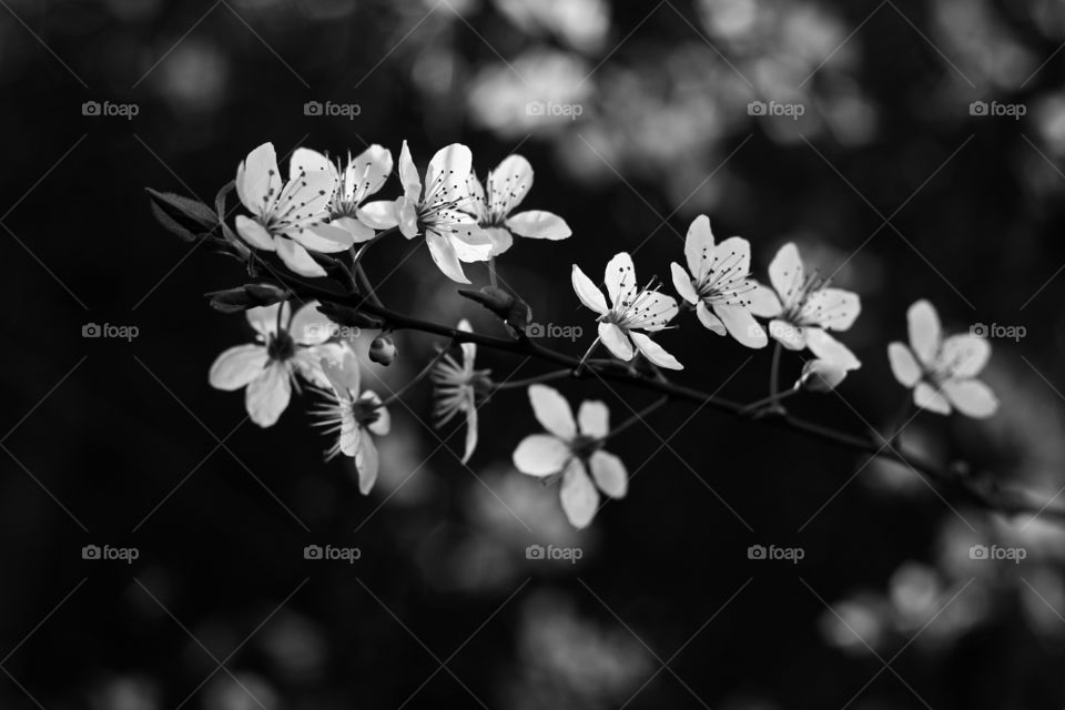 Blossom in Monochrome 