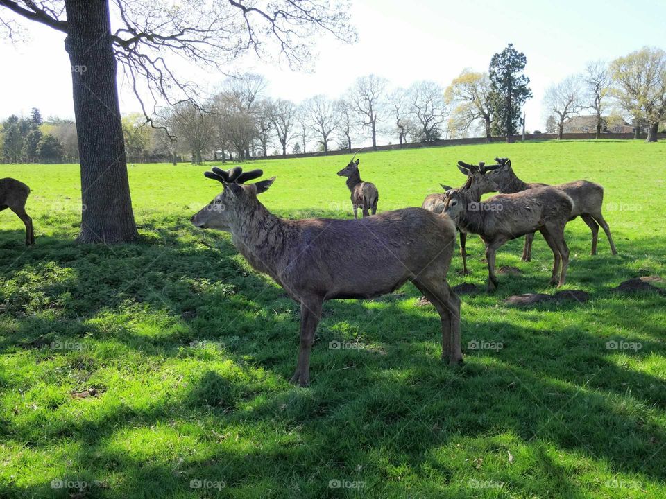 Roe deers on grassy field