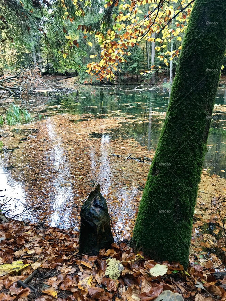 Beaver Steibachweiher 