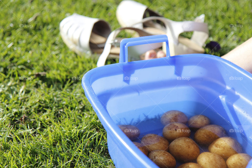 Potatoes in summer. A summer evening with potatoes