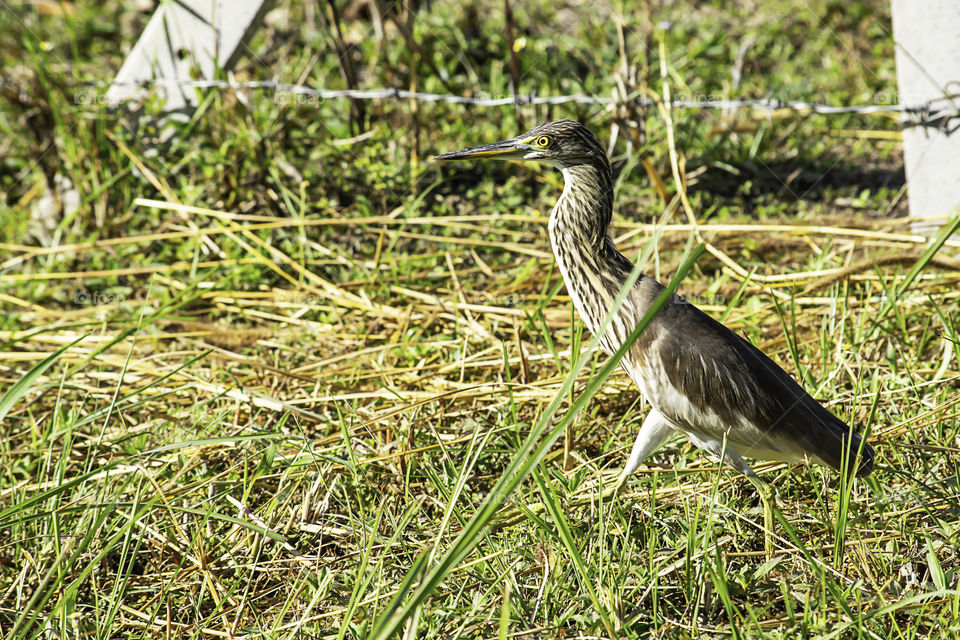 Birds standing in a bright green lawn.