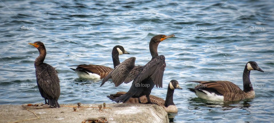 Cormorants and geese - St Lawrence River Boucherville Québec 