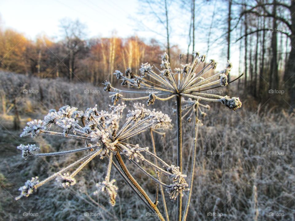frost on plants. ice crystals on the leaves after a frosty night. late autumn and early winter. freezing.