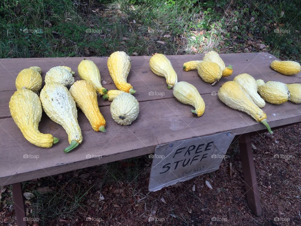 Free squash. I found a free table, covered in squash