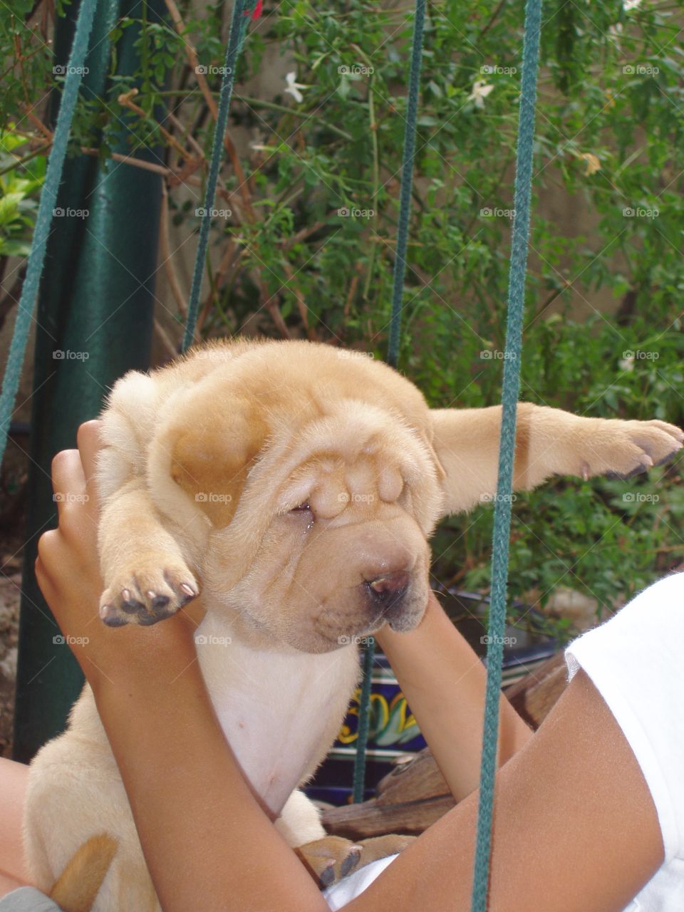 Paciencia de cachorro