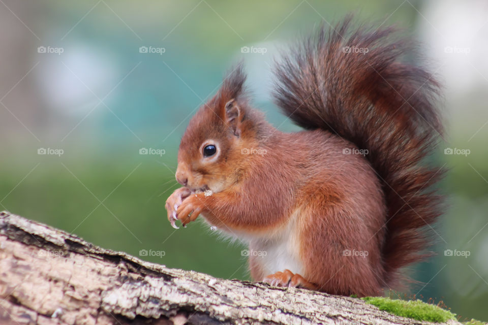 Squirrel eating on a trunk