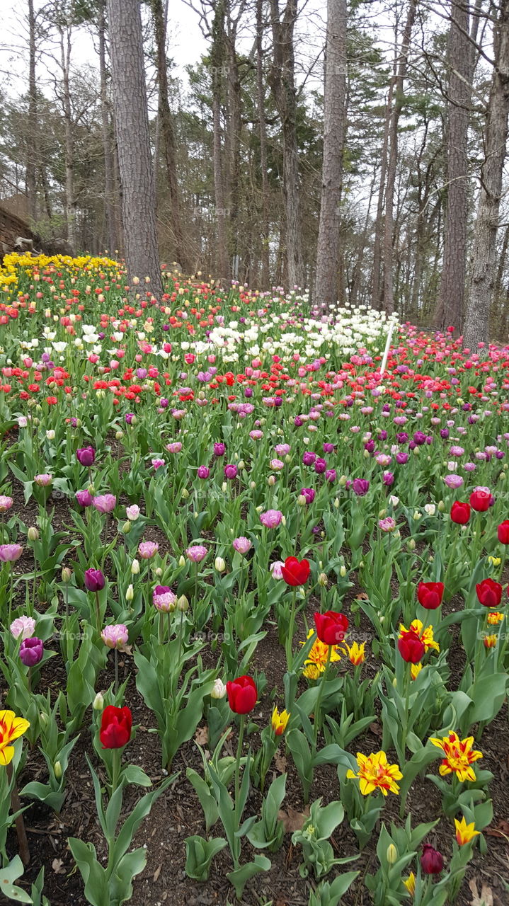 Flower, Tulip, Nature, Flora, Garden