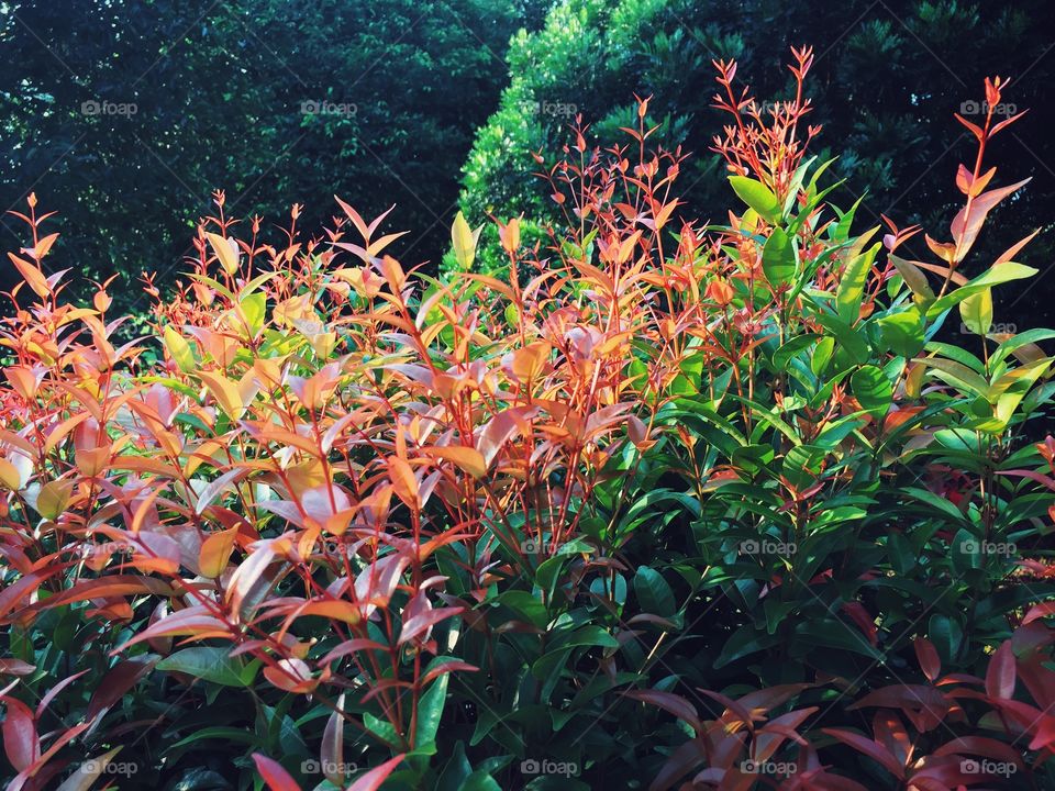 Fresh grown leaves during sunset.