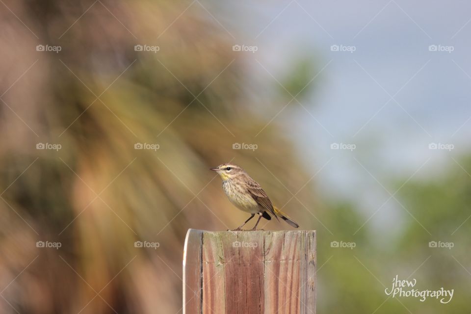 Palm Warbler