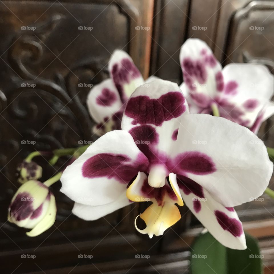 My blooming orchids 
