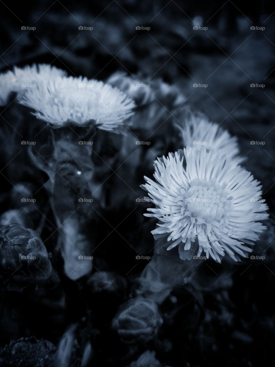 Spring plant.  Mother and stepmother in black and white