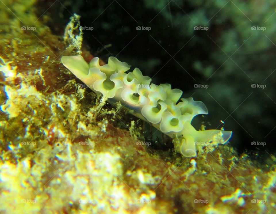 Elysia sea slug