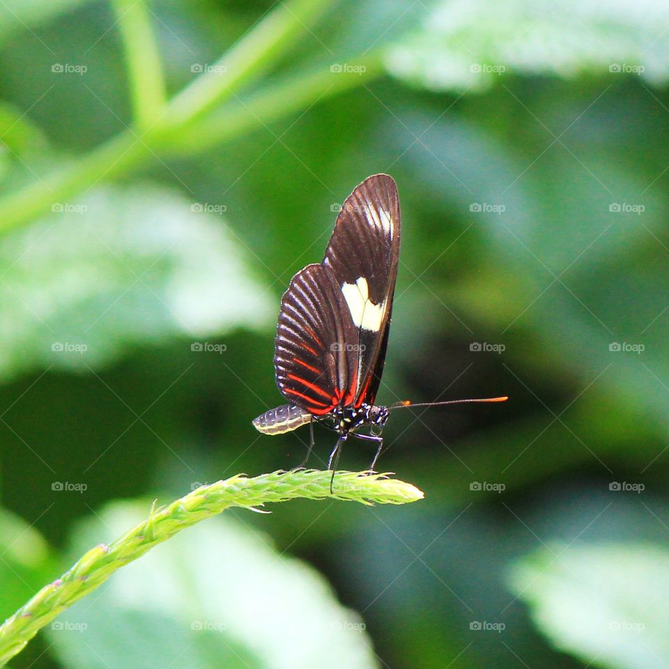 Close-up of butterfly on plant