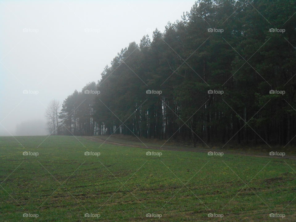 Tree, Landscape, Fog, Mist, No Person