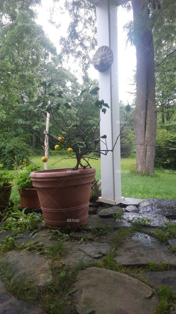 lemon tree in a potted plant on a porch