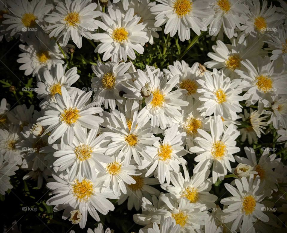 Vibrant white flowers with yellow centre