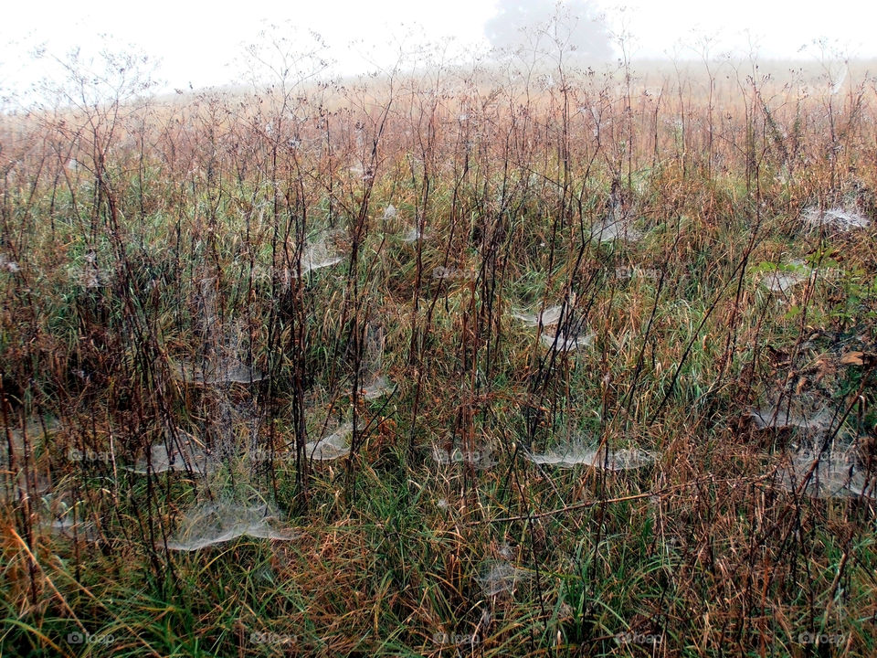 Autumn field