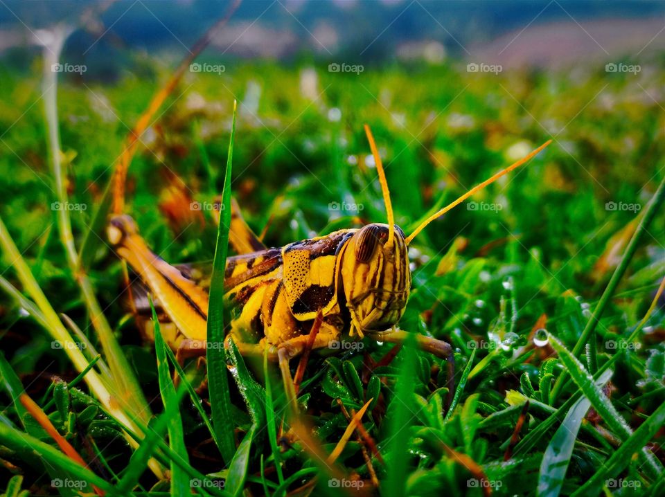 GRASS WITH HOPPER