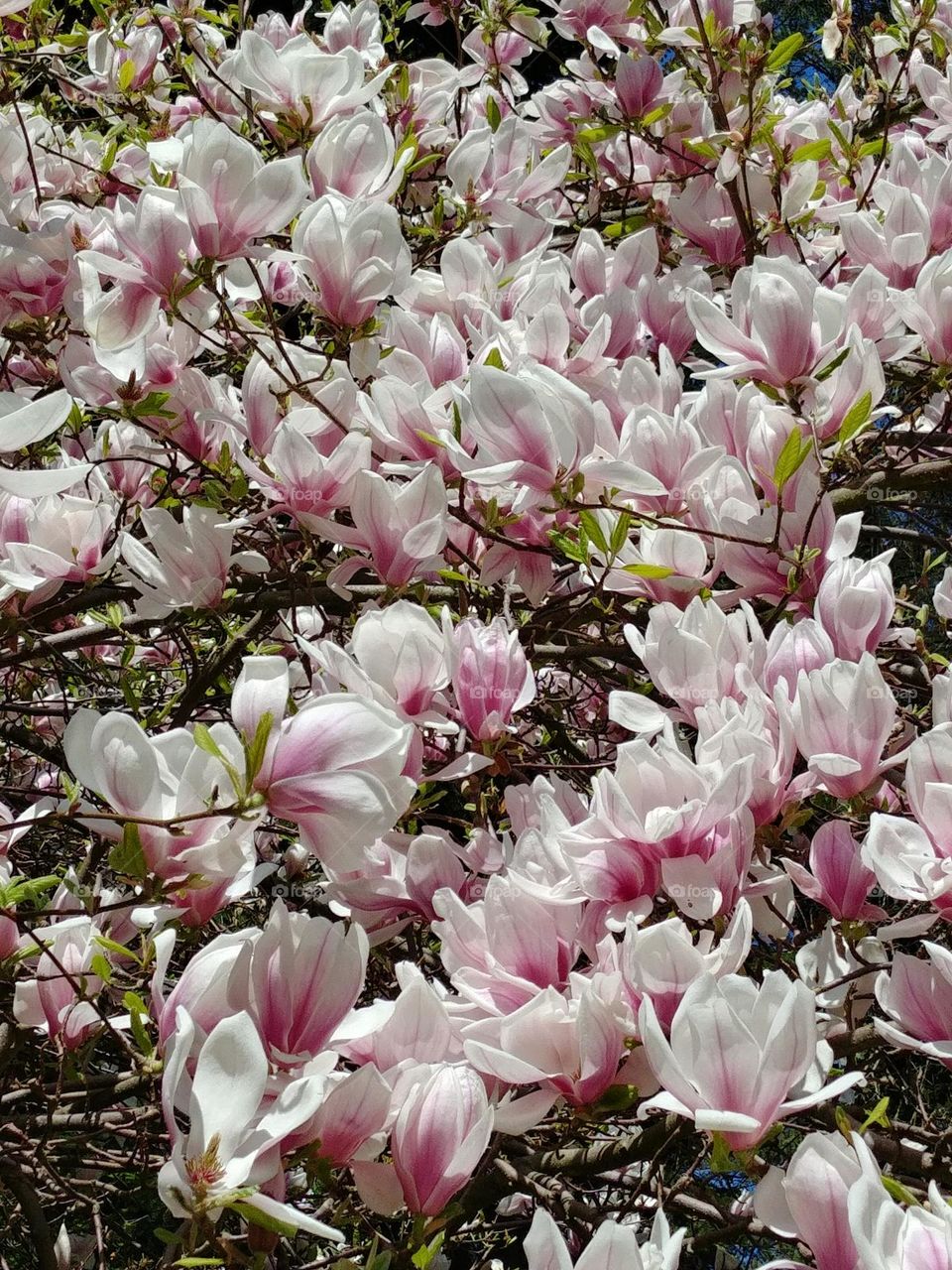 magnolia