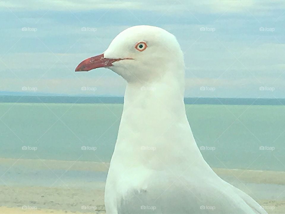 Closeup seagull head and neck