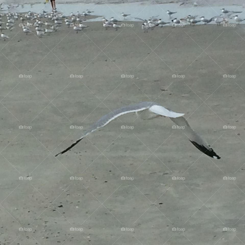 Bird flying to flock on beach