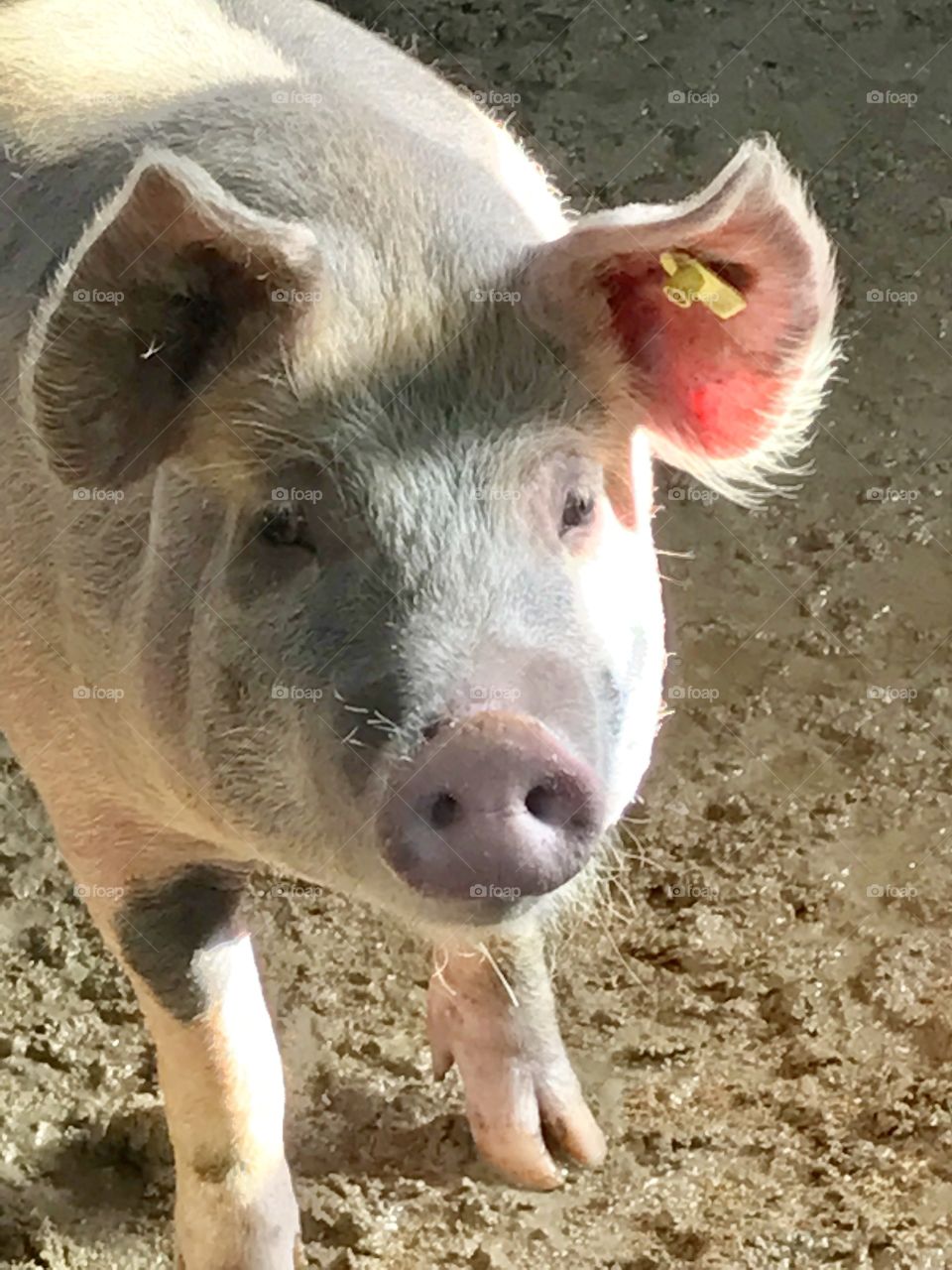 Pig I met in Montenegro 