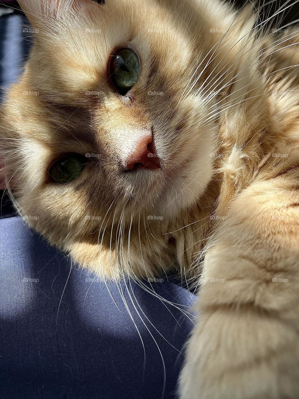 Beautiful ginger cat with green eyes , sunshine on him , triangle shaped nose 