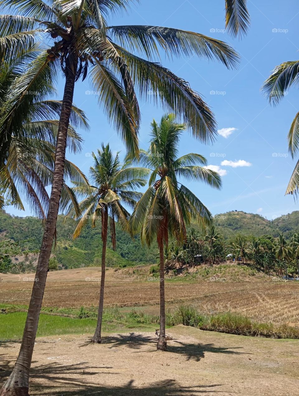 coconuts trees