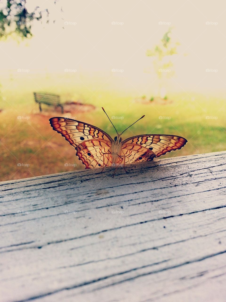 Morning Butterfly