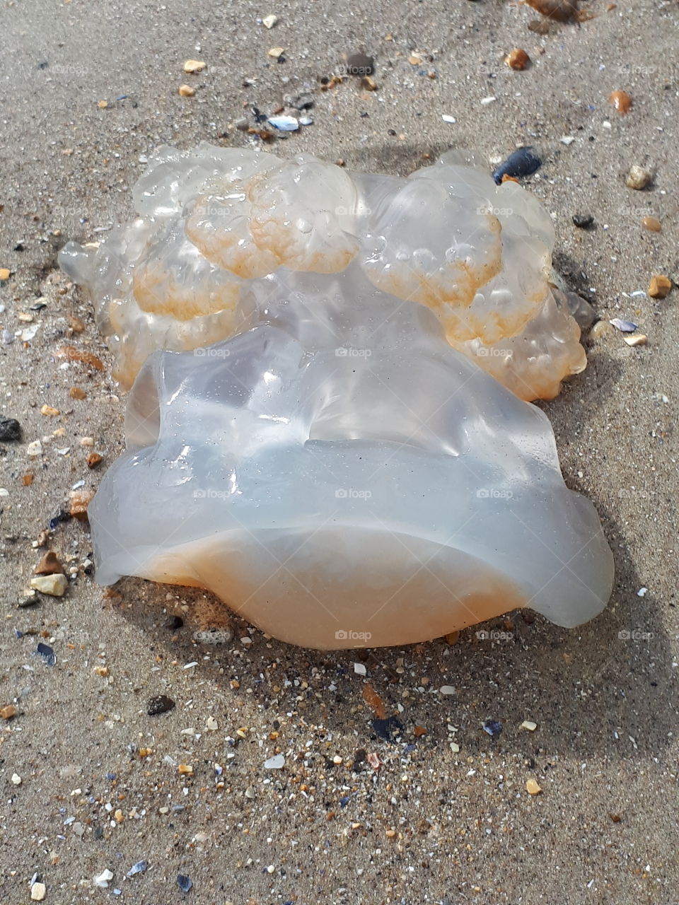 Jellyfish