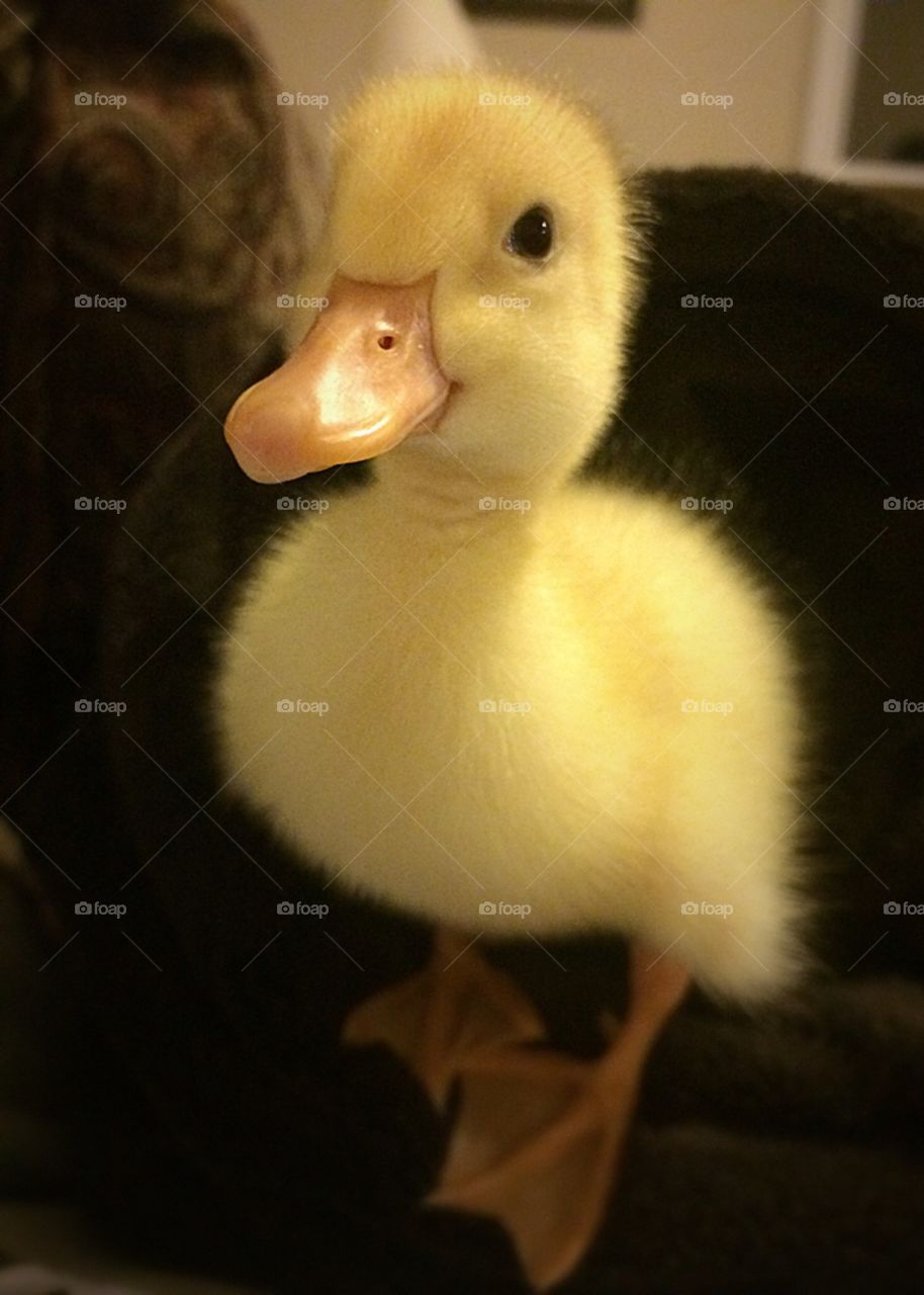 Baby Duckling