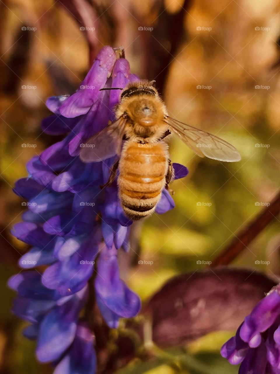 Bee and purple Vicia Cracca…