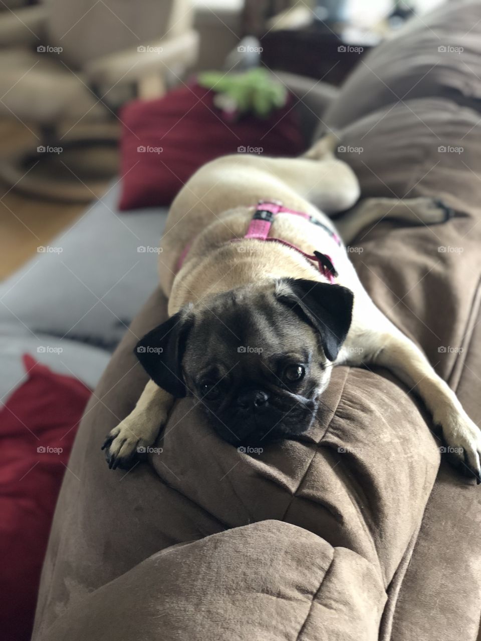 Pug on top of back sofa