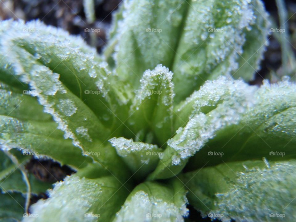 I'm afraid of no frost! 