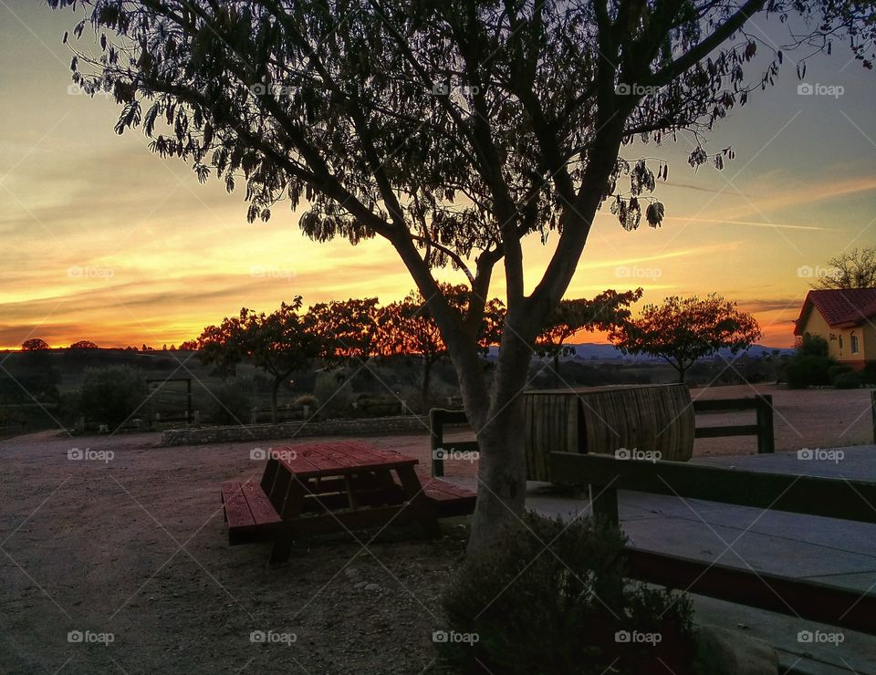 Sunset at Paso Robles Vineyard