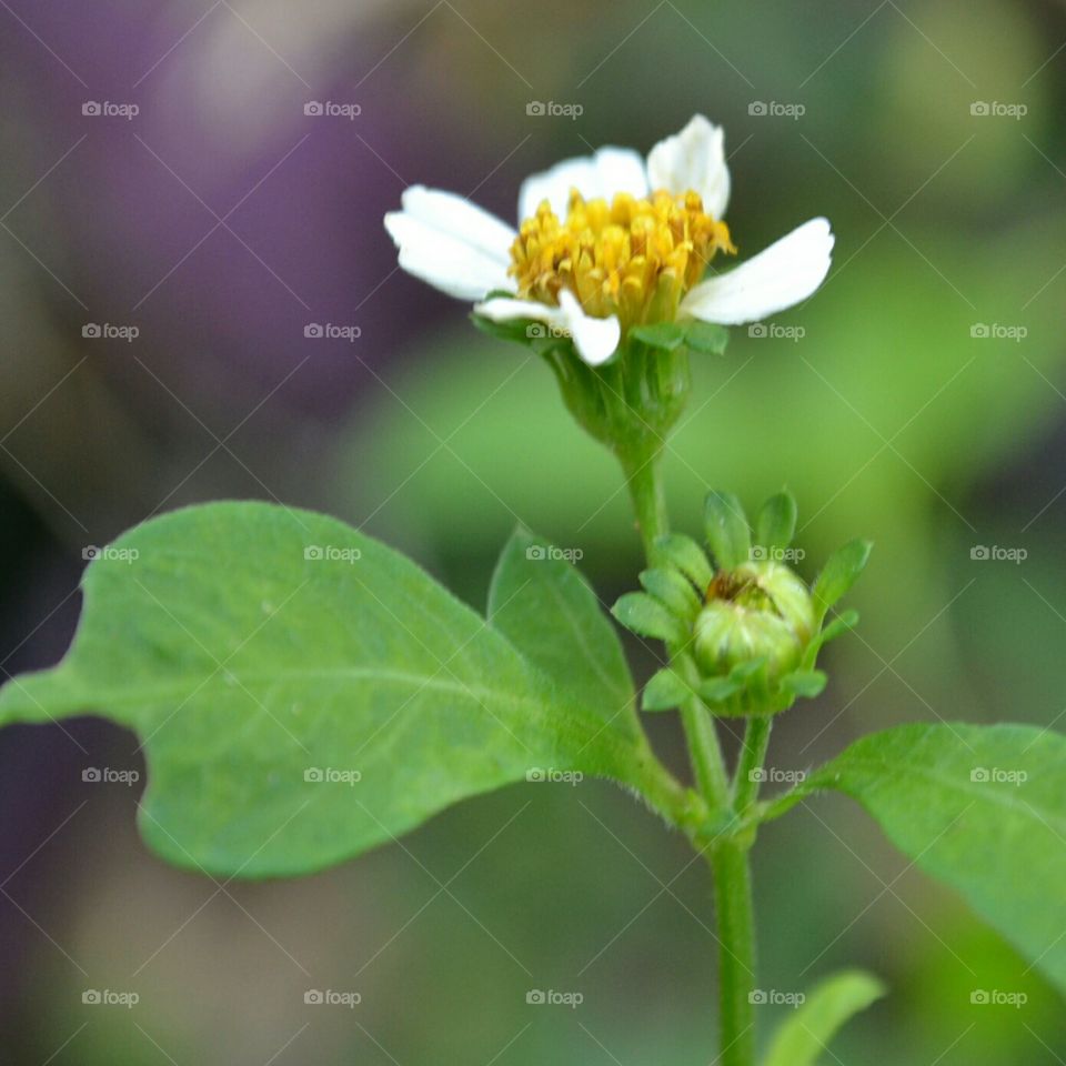 flower head