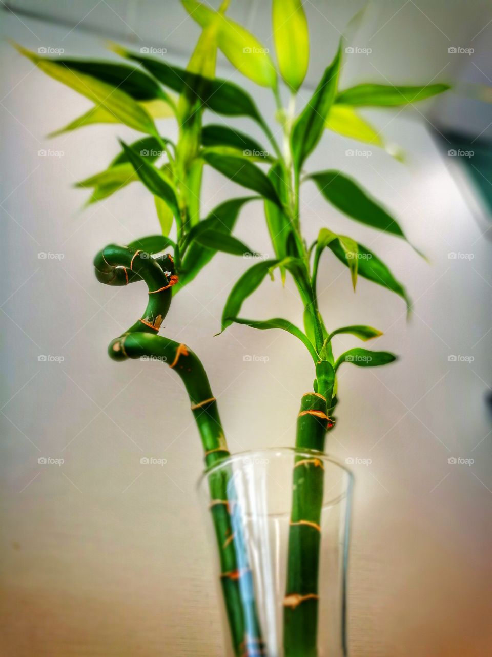 Bamboo plant on glass