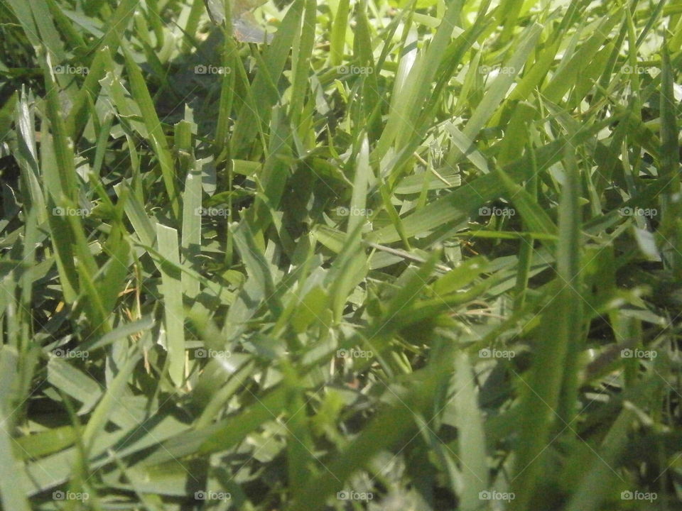 Grass