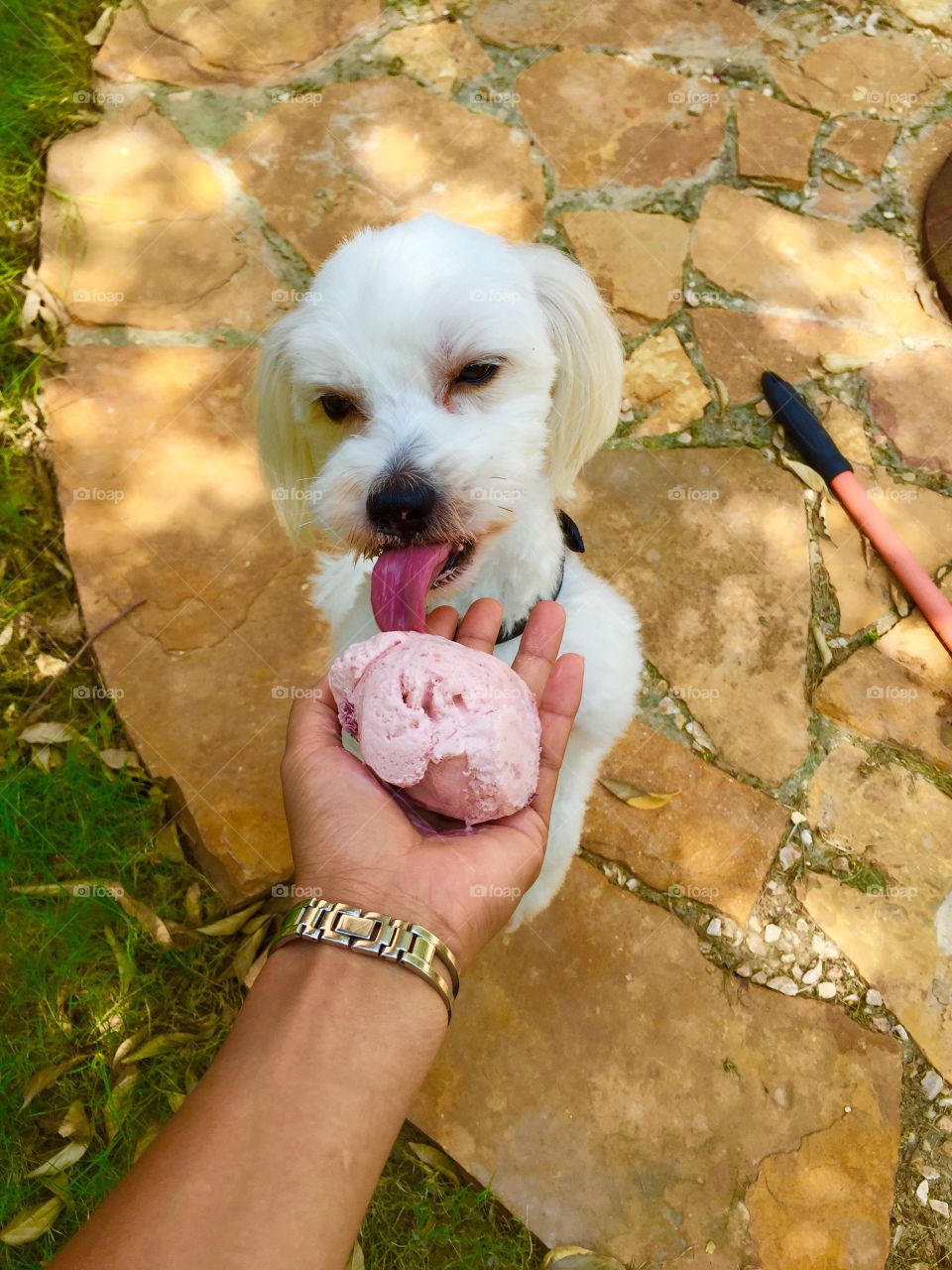 Leo Ice Cream . A hand holding an ice cream . 😂 