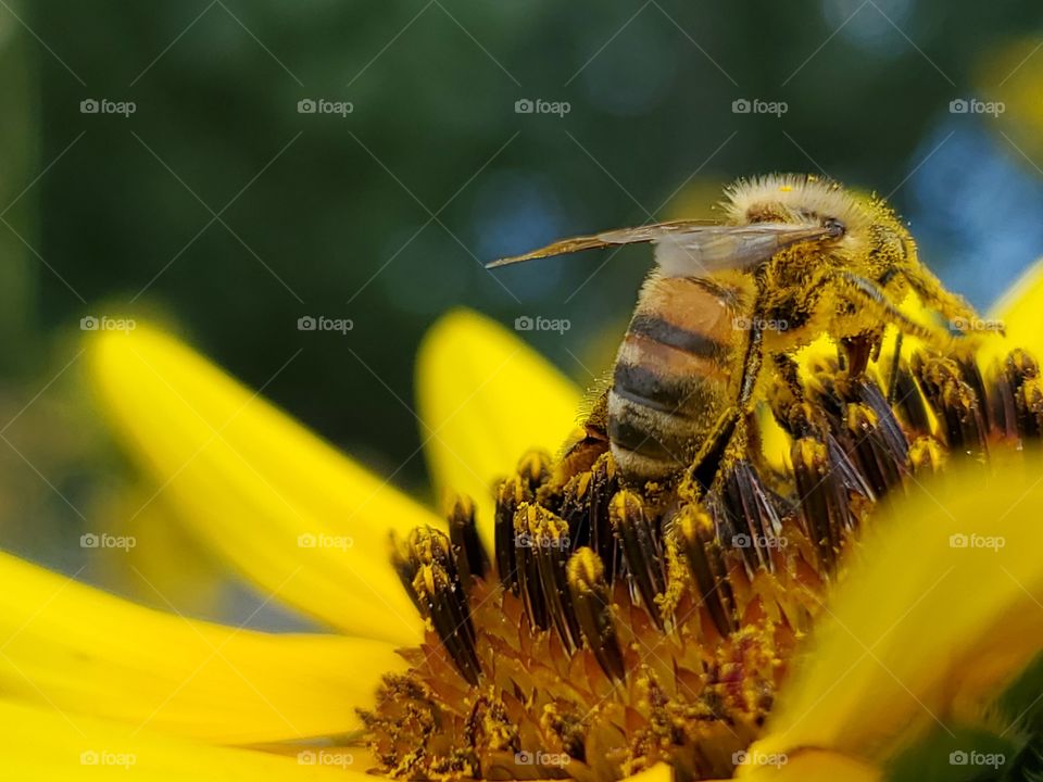 Macro view from the back and side of a honeybee pollinating a yellow common sunflower.