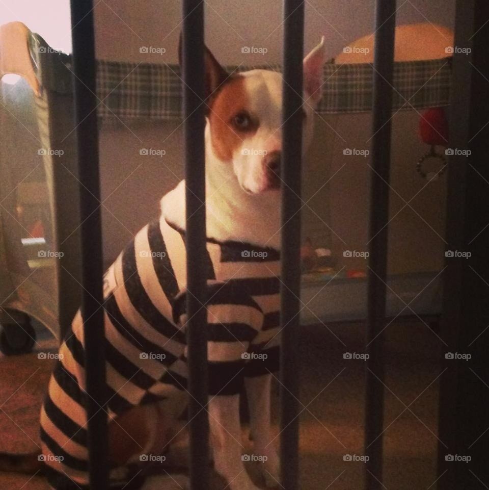 It's ruff on the inside