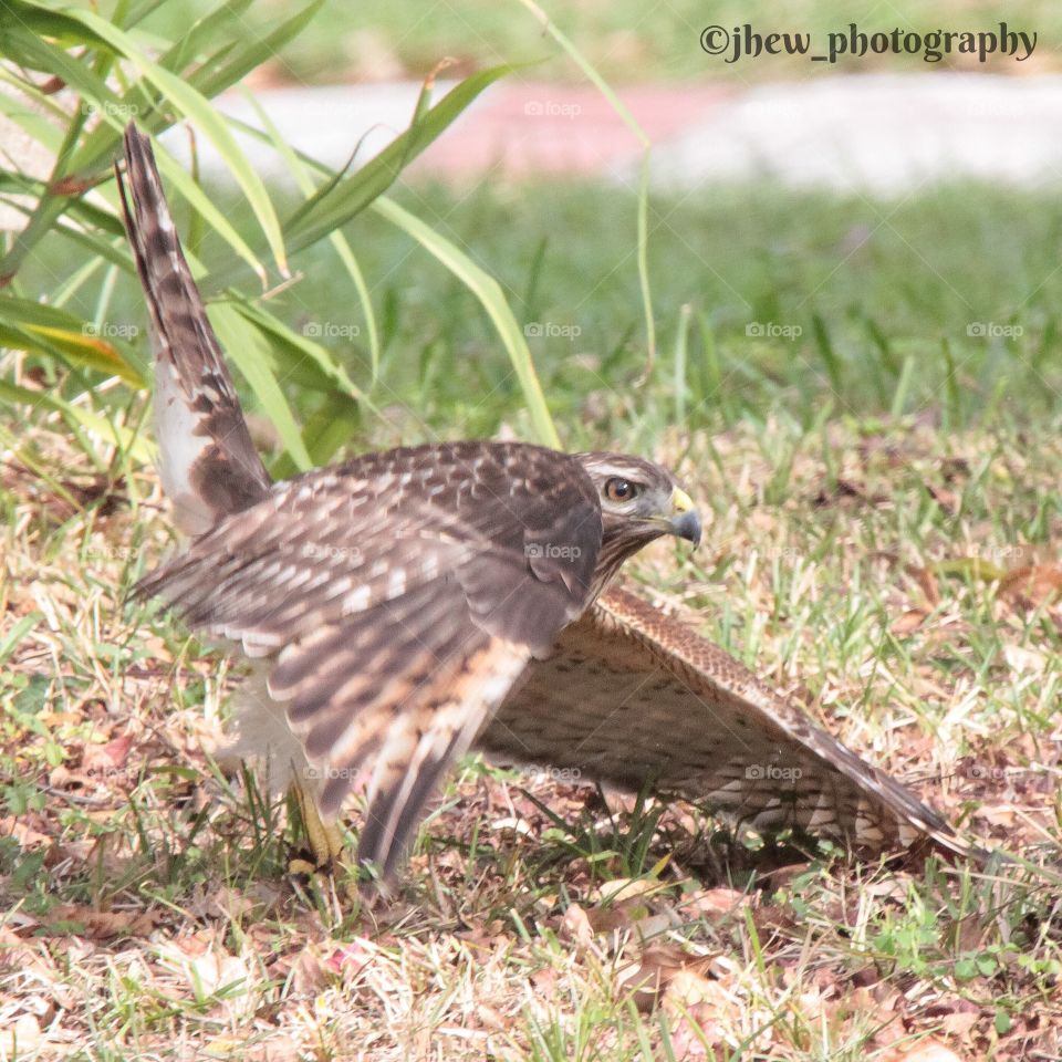 Red shouldered hawk picking up lunch in my yard!