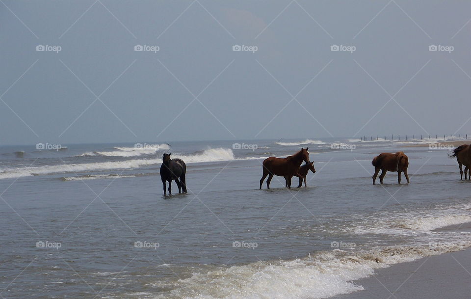 Horse in the ocean outer banks 