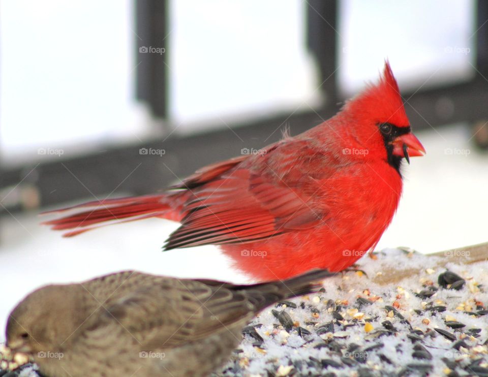 male cardinal