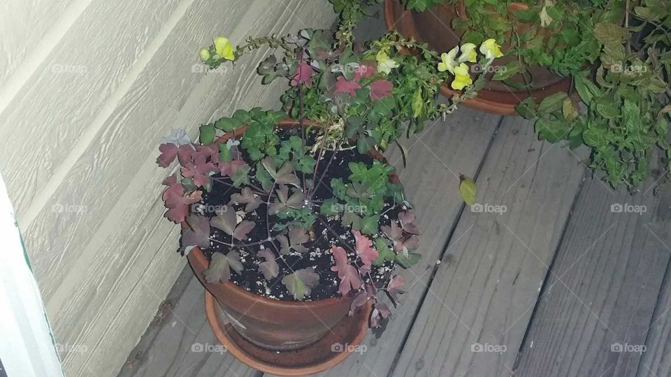 Fall color in my columbine pot